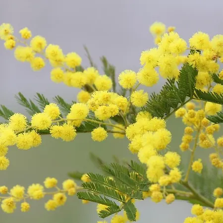 Prázdninový dům La Mimosa De Hazas, Cantabria Mar Y Montana